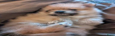 Pomeranian 1