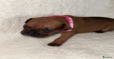 Mixed Breed dogs Fraffy puppies (staffy x french bulldog) - Advert 1