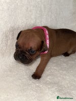Mixed Breed dogs Fraffy puppies (staffy x french bulldog) - Advert 6
