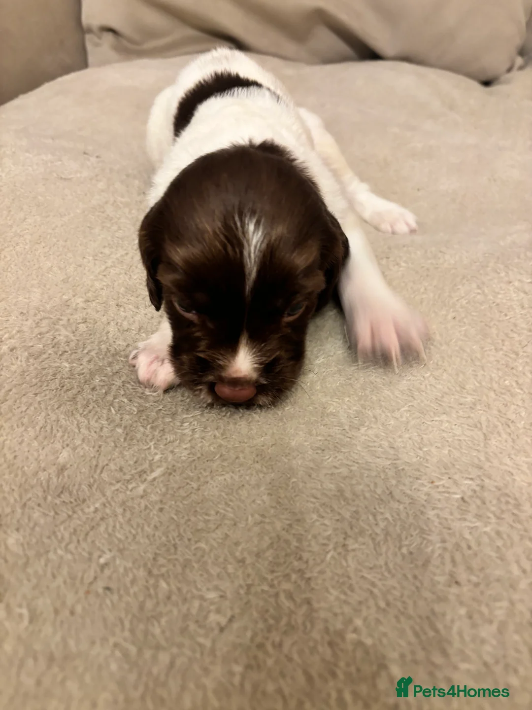 English Springer Spaniel dogs for sale: English springer spaniel puppies - Advert 23