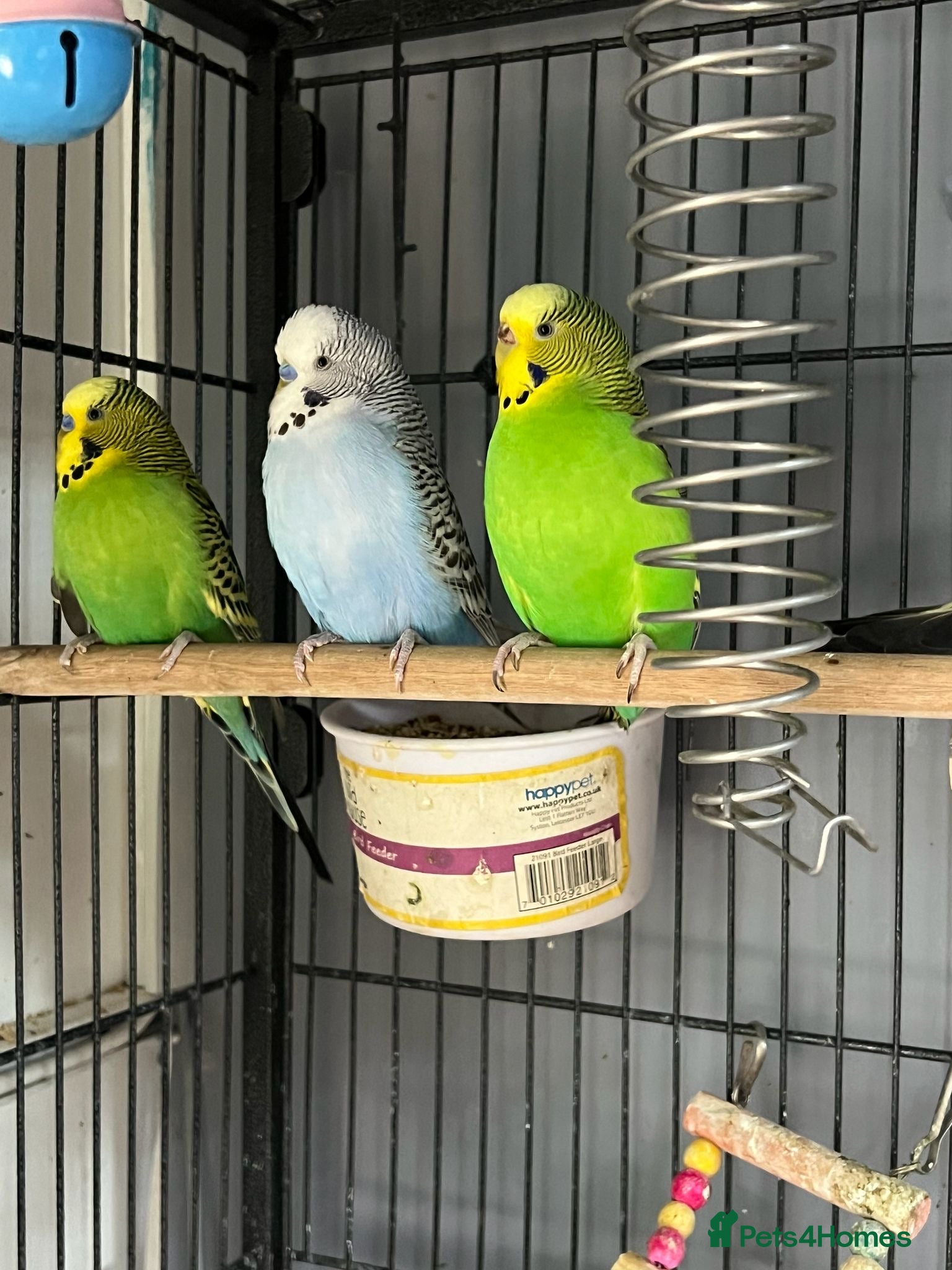 Cockatiels birds 3 budgies and 2 cockatiels - Advert 1