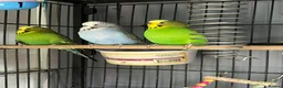 Cockatiels birds for sale: 3 budgies and 2 cockatiels in Kidlington - Advert 1