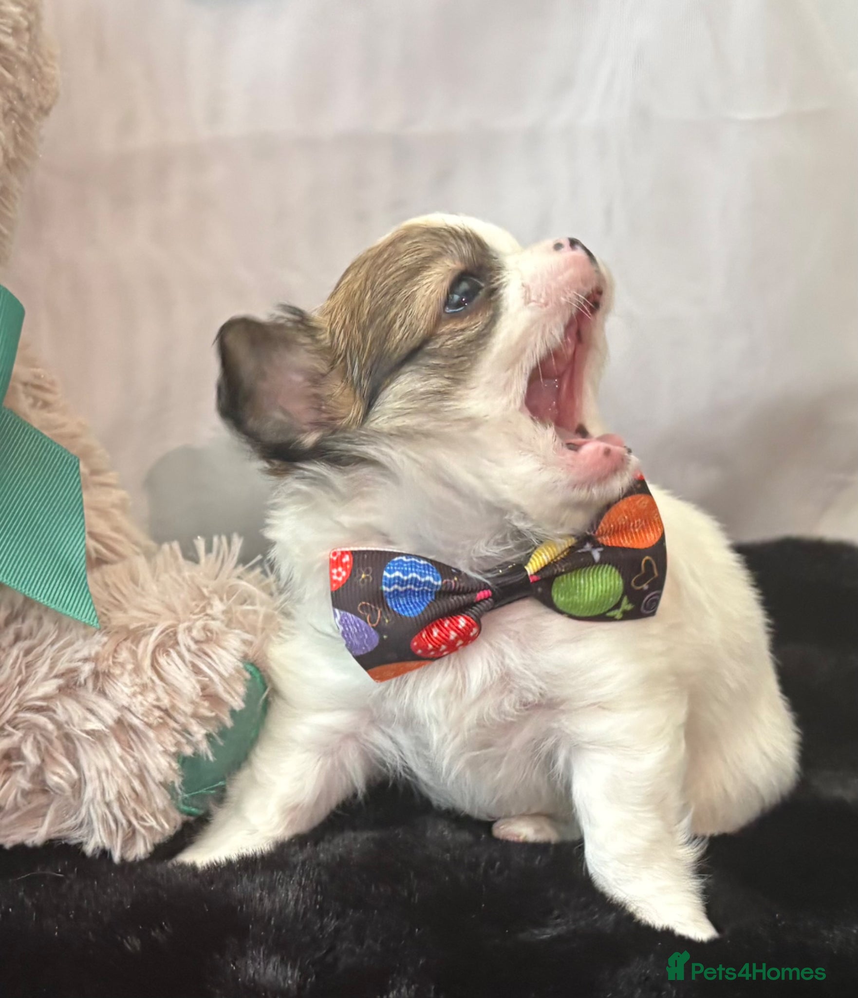 Chihuahua dogs KC registered gorgeous boys - Advert 2