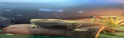 Bearded Dragon reptiles for sale: Bearded Dragon + Full Vivarium Setup  in Stirling - Advert 12