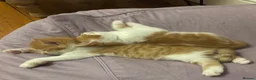 Mixed Breed cats for sale: Kittens 2girls 2boys left ginger/white ready today - Advert 7
