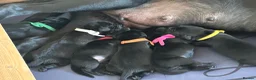 Labrador Retriever dogs for sale: Description  - Advert 5