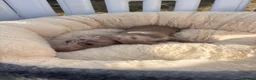 Miniature Dachshund dogs for sale: Miniature dachshund puppies  - Advert 22