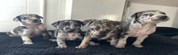 Mixed Breed dogs for sale: Whippet cross collie greyhound  - Advert 4