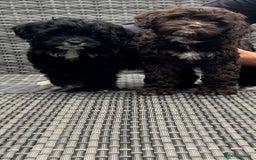 Cavapoo dogs for sale: F1 Cavapoo pups girls ready to leave now . - Image 15