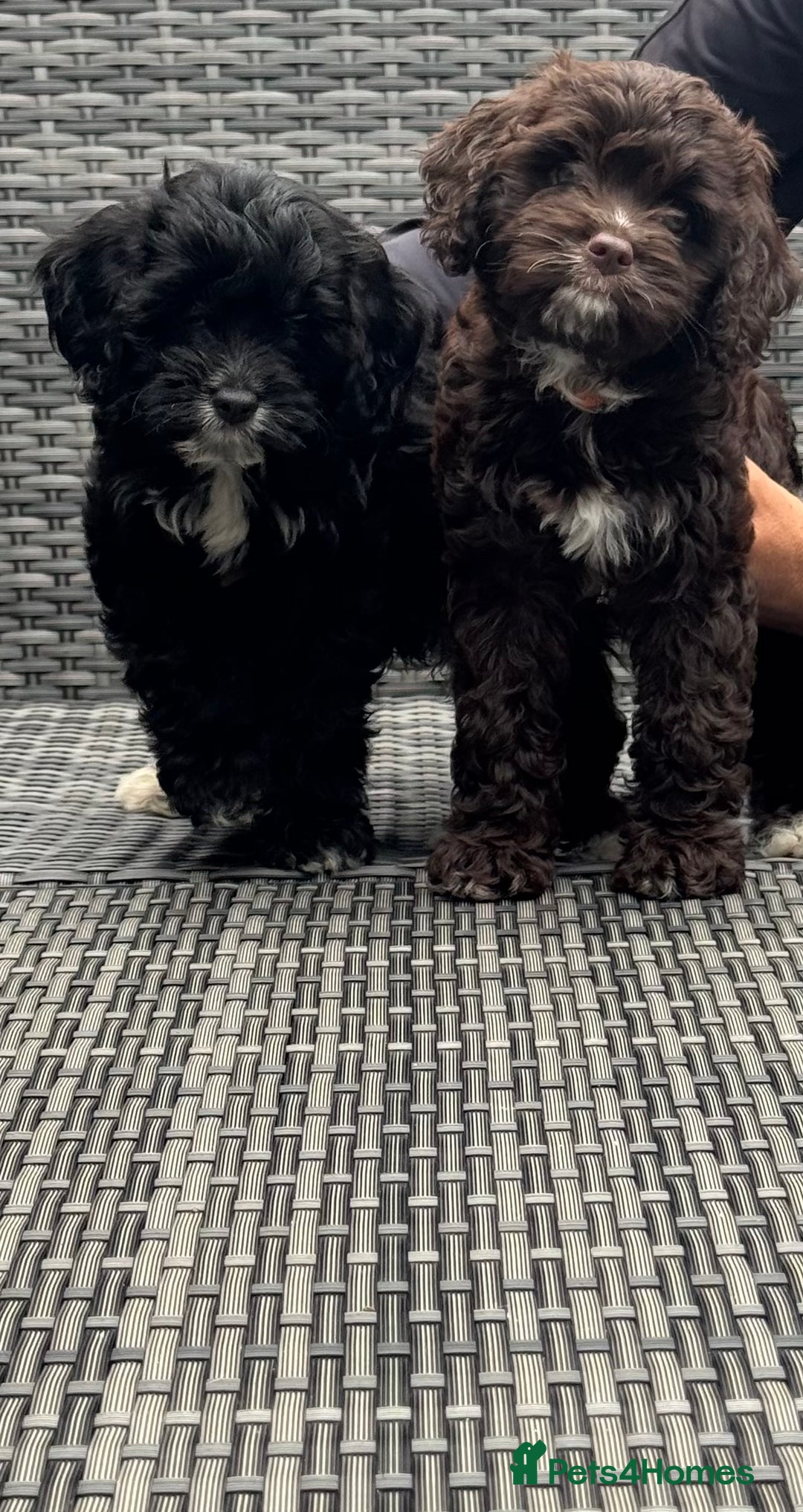 Cavapoo dogs for sale: F1 Cavapoo pups girls ready to leave now . - Image 15