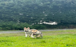 Saarloos Wolfdog dogs for sale: Rare Wolfdog Pups - Socialised & Highly Trainable - Image 5