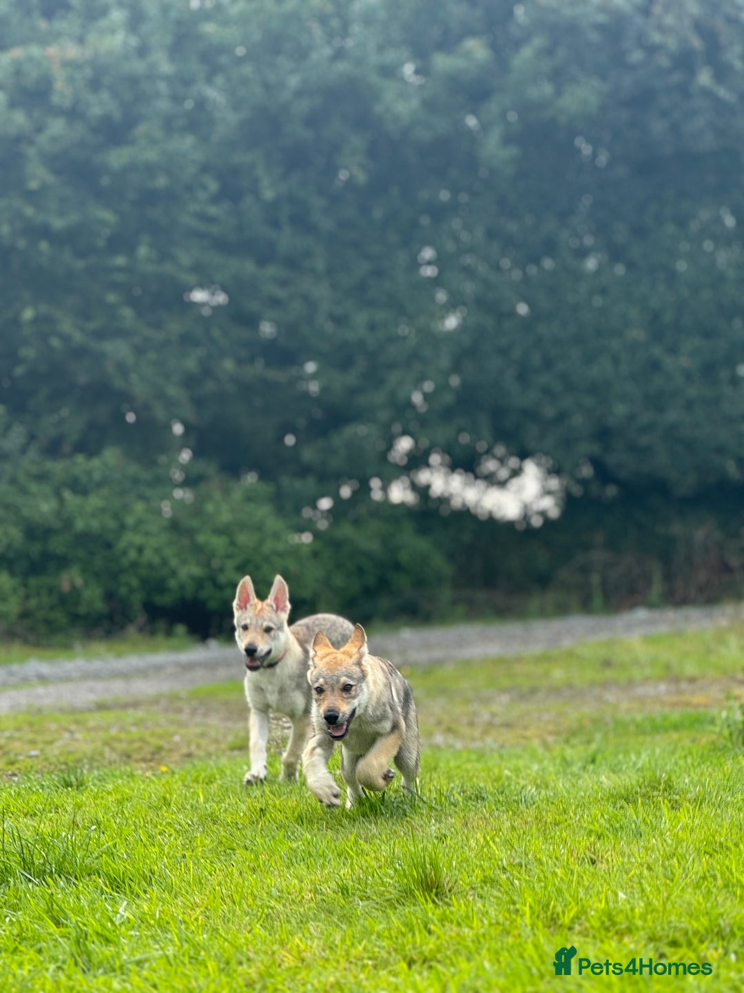 Saarloos Wolfdog dogs for sale: Rare Wolfdog Pups - Socialised & Highly Trainable - Image 5