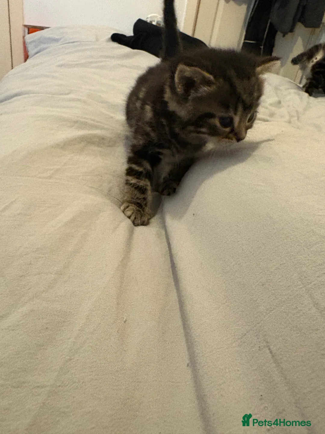 Scottish Fold cats for sale: 🐱💗💝 Ready to go on the 14th of February 💝 💗🐱 - Advert 10