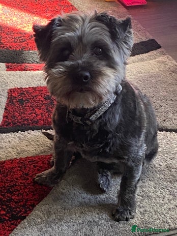 Shih Tzu dogs - Advert 7