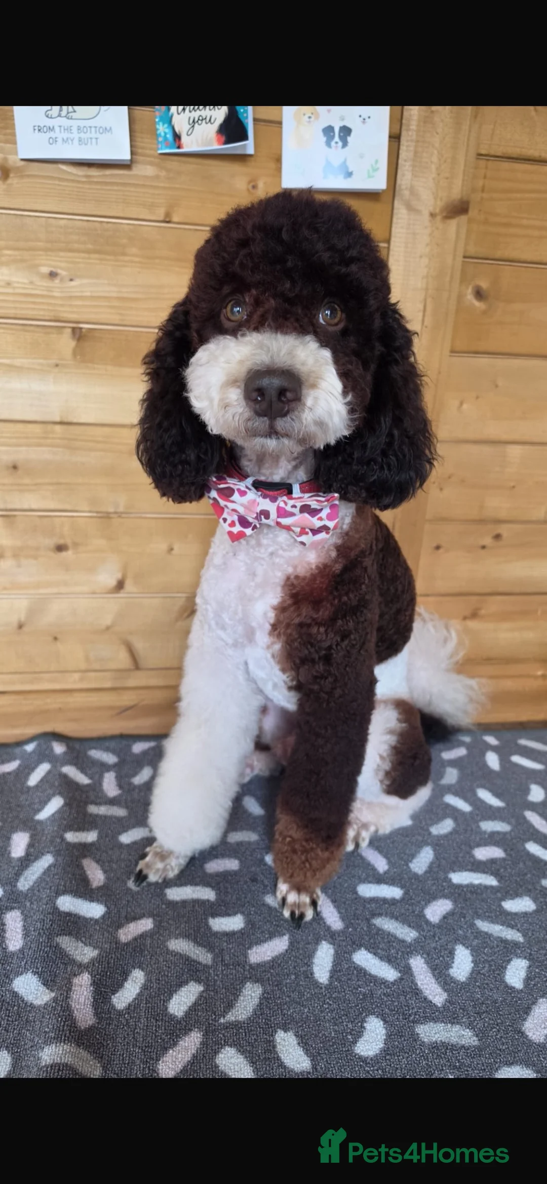 Labradoodle dogs for sale: Rare and outstanding labradoodles  in Lutterworth - Advert 18