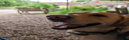 Labrador Retriever dogs for stud: Kobi  in Worthing - Advert 10