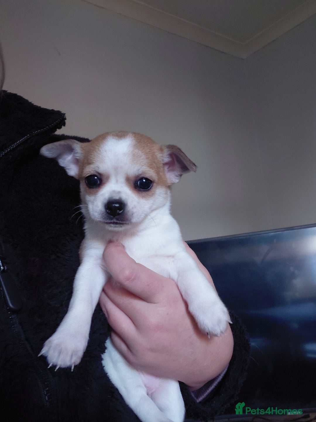 Chihuahua dogs for sale: Chihuahua pups - Advert 7