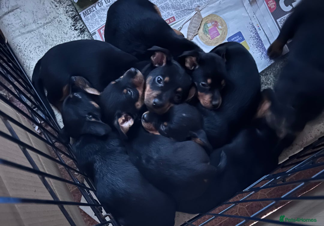 Lancashire Heeler dogs for sale: KC Reg Lancashire Heelers - Advert 7