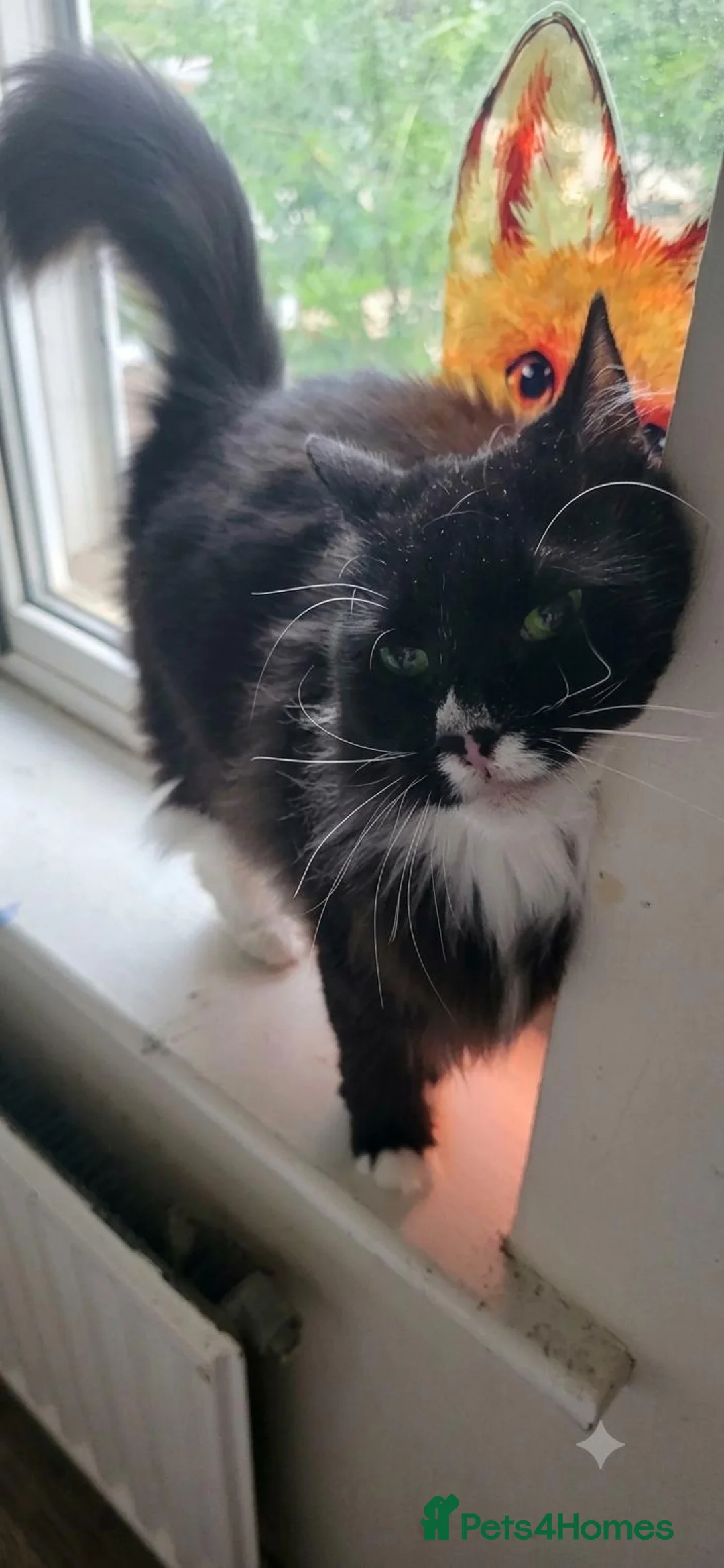 Mixed Breed cats for sale: Willow is looking for a forever home - Advert 2