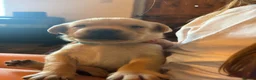 Labrador Retriever dogs for sale: KC Registered Labrador Puppies in Barrow-in-Furness - Advert 9