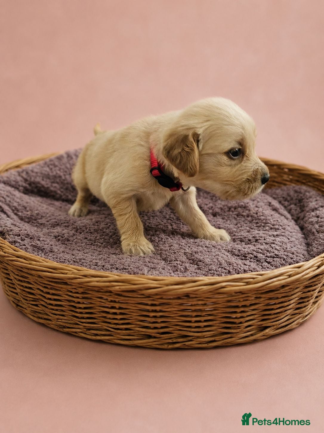 Golden Retriever dogs KC registered Golden retriever puppies - Advert 2