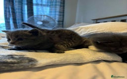 Burmese cats for sale: Beautiful blue kittens  - Image 9