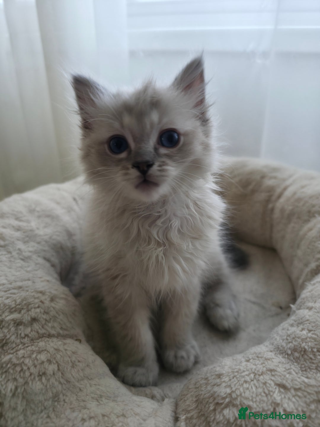 Ragdoll cats for sale: 🐾🌸STUNNING KITTENS| ONE LEFT!|🌸🐾 - Image 13