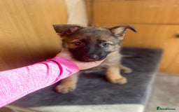 German Shepherd dogs for sale: German shepherd  - Image 4