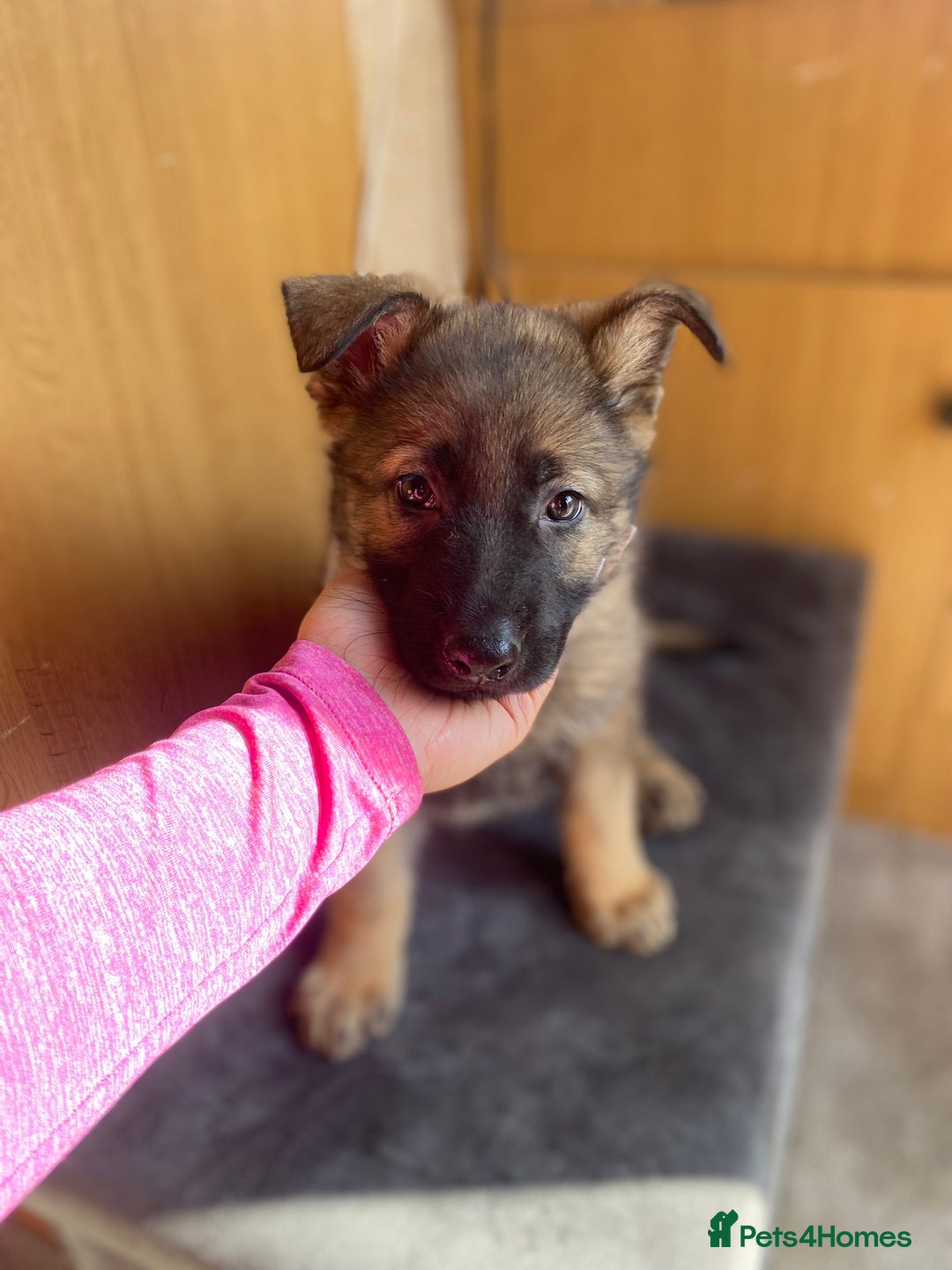 German Shepherd dogs for sale: German shepherd  - Image 4