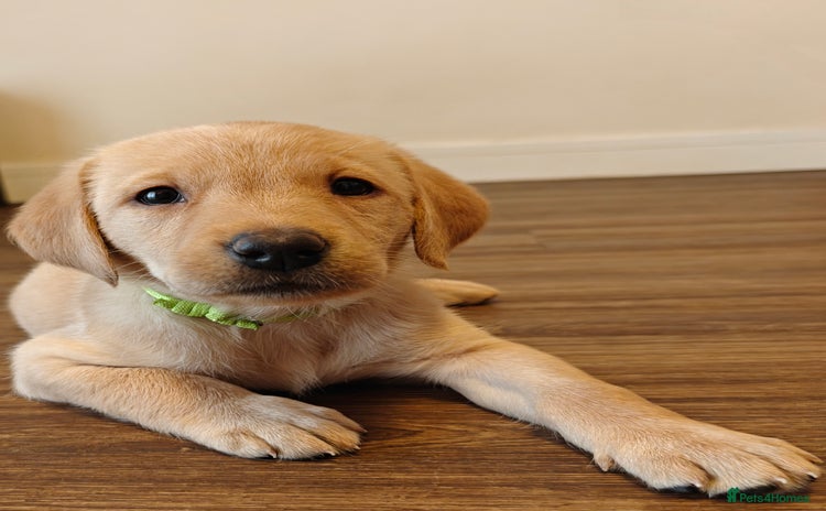 Labrador Retriever dogs - Advert 13
