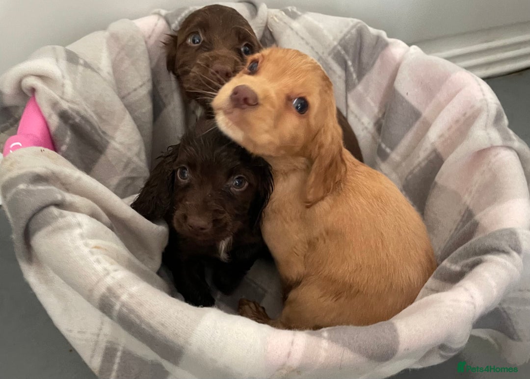 Cocker Spaniel dogs for sale: Cocker spaniel puppies for sale  - Image 3