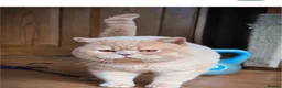 British Shorthair cats for sale: 2 male bSH kittens - Advert 3