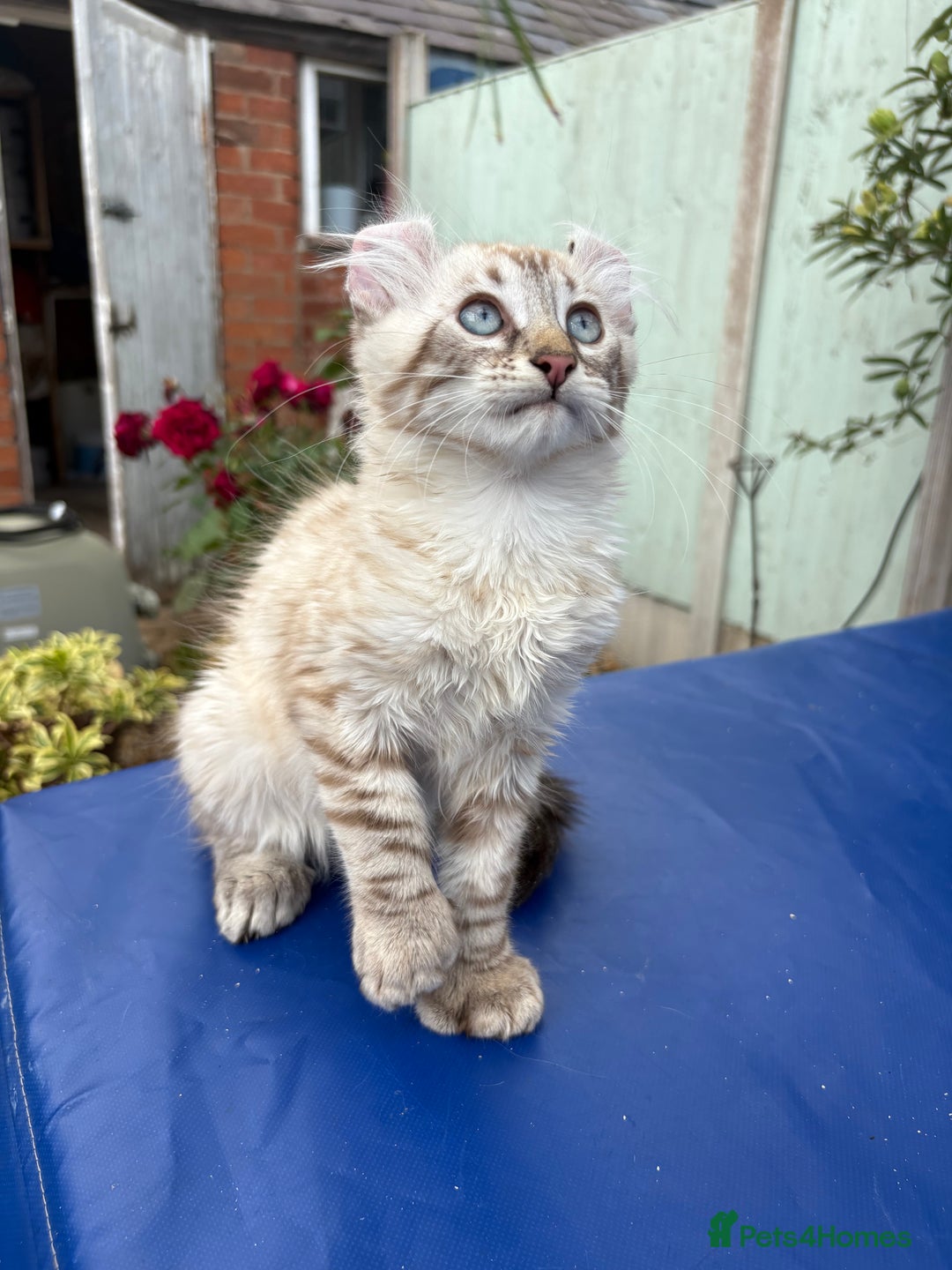 Keetso cats for sale: Stunning polydactyl longhaired snow leopard Keetso - Image 17