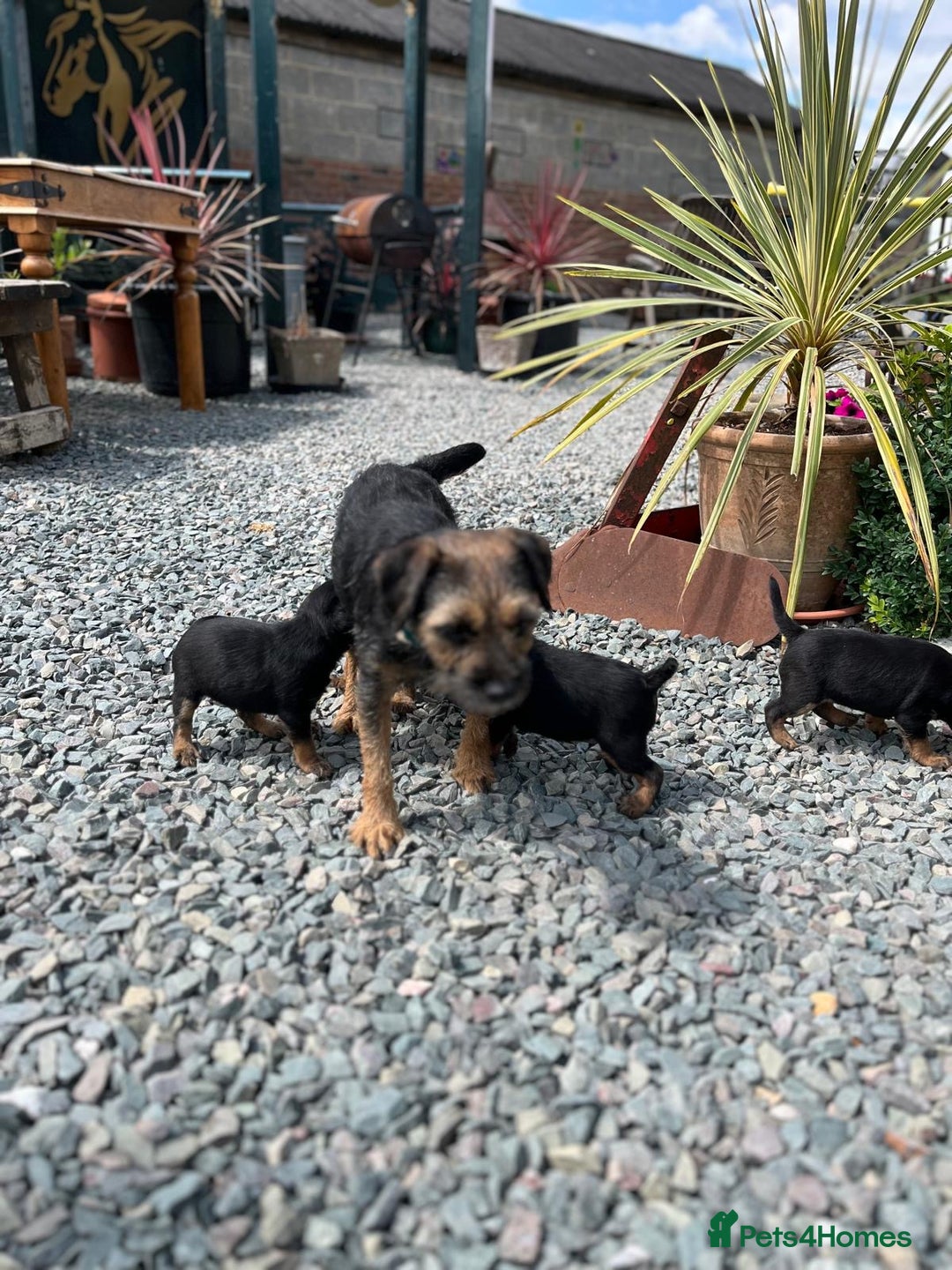 Border Terrier dogs for sale: Beautiful border terrier pups for sale In Kent - Image 5