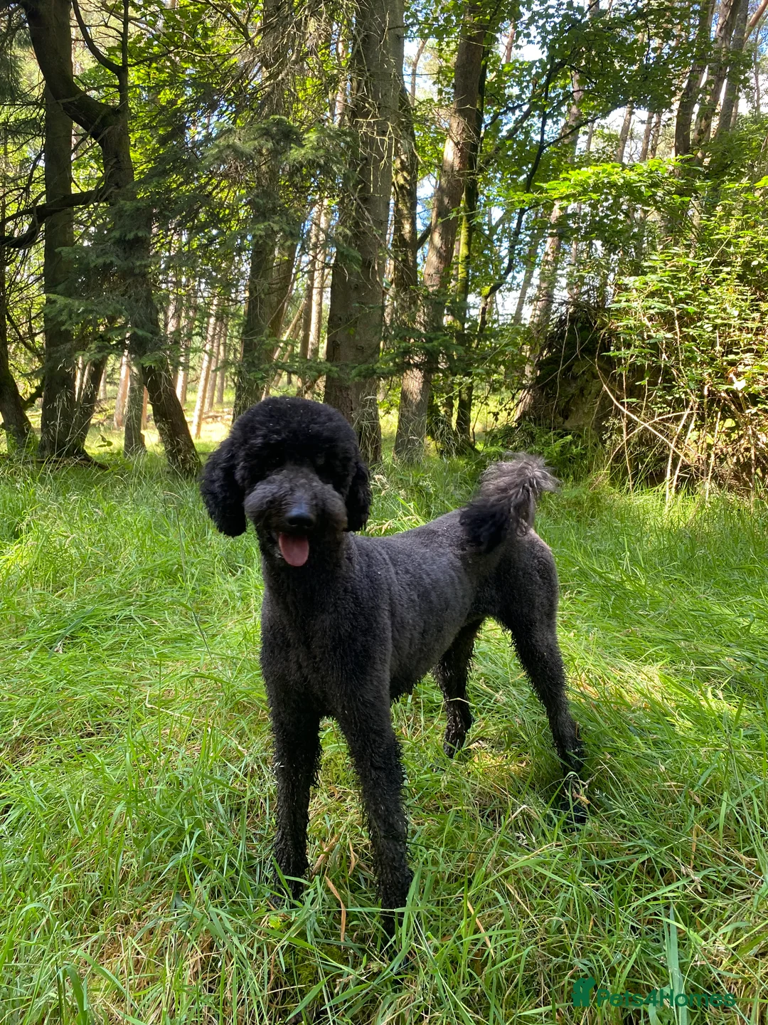 Goldendoodle dogs for sale: F1 Goldendoodles 🖤💛 - Advert 40