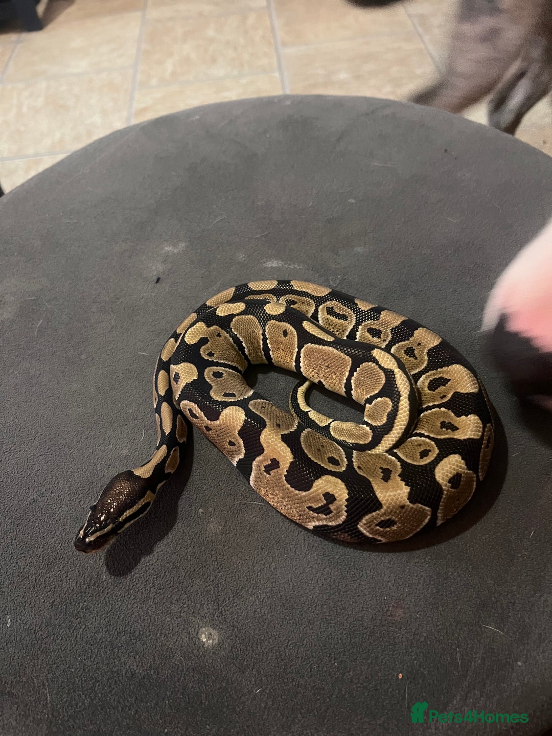 Python Snake reptiles for sale: Very sweet ball python and tank and unit  - Advert 6