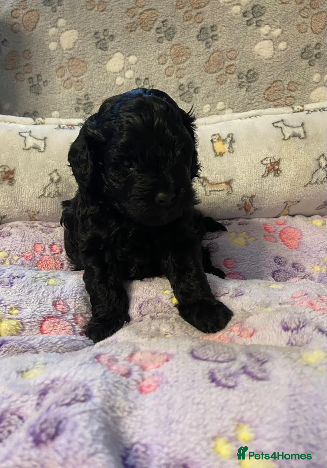 Cavapoo dogs for sale: Beautiful Cavapoo Puppies Ready to leave end ofFeb - Advert 3