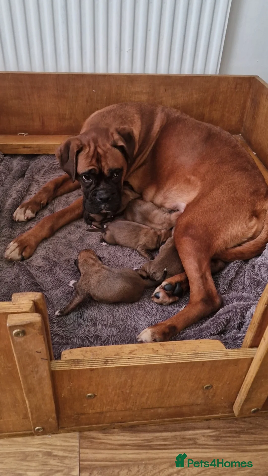 Boxer dogs for sale: KC reg Boxer Puppies - Advert 2