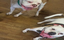 American Bulldog dogs for sale: Puppys - Image 1