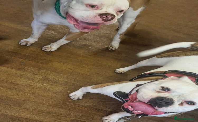 American Bulldog dogs - Advert 3