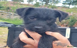 Patterdale Terrier dogs for sale: Well socialised Patterdales For Sale,ready now. - Image 3