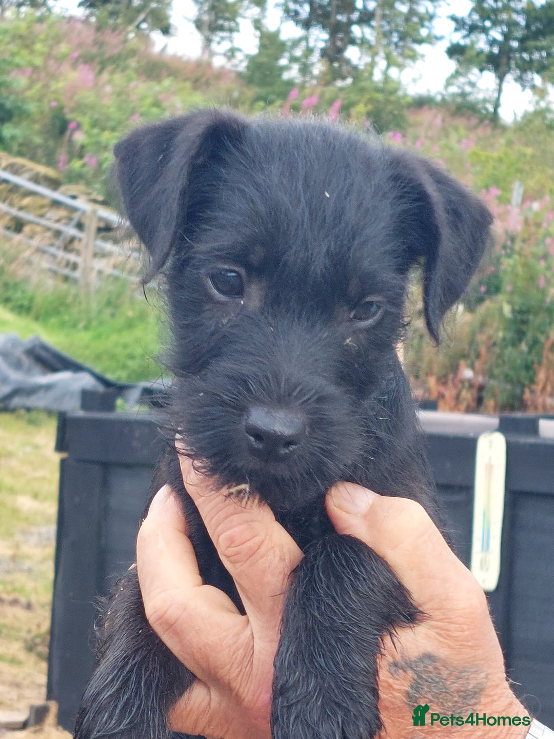 Patterdale Terrier dogs for sale: Well socialised Patterdales For Sale,ready now. - Image 3