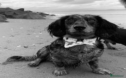 Dachshund dogs for sale: Beautiful standard dachshund puppies ❤️ - Image 29