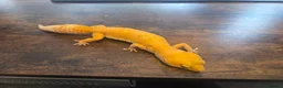 Leopard Gecko reptiles for sale: 2 Leopard Geckos with VIVs & equipment in Sheffield - Advert 3