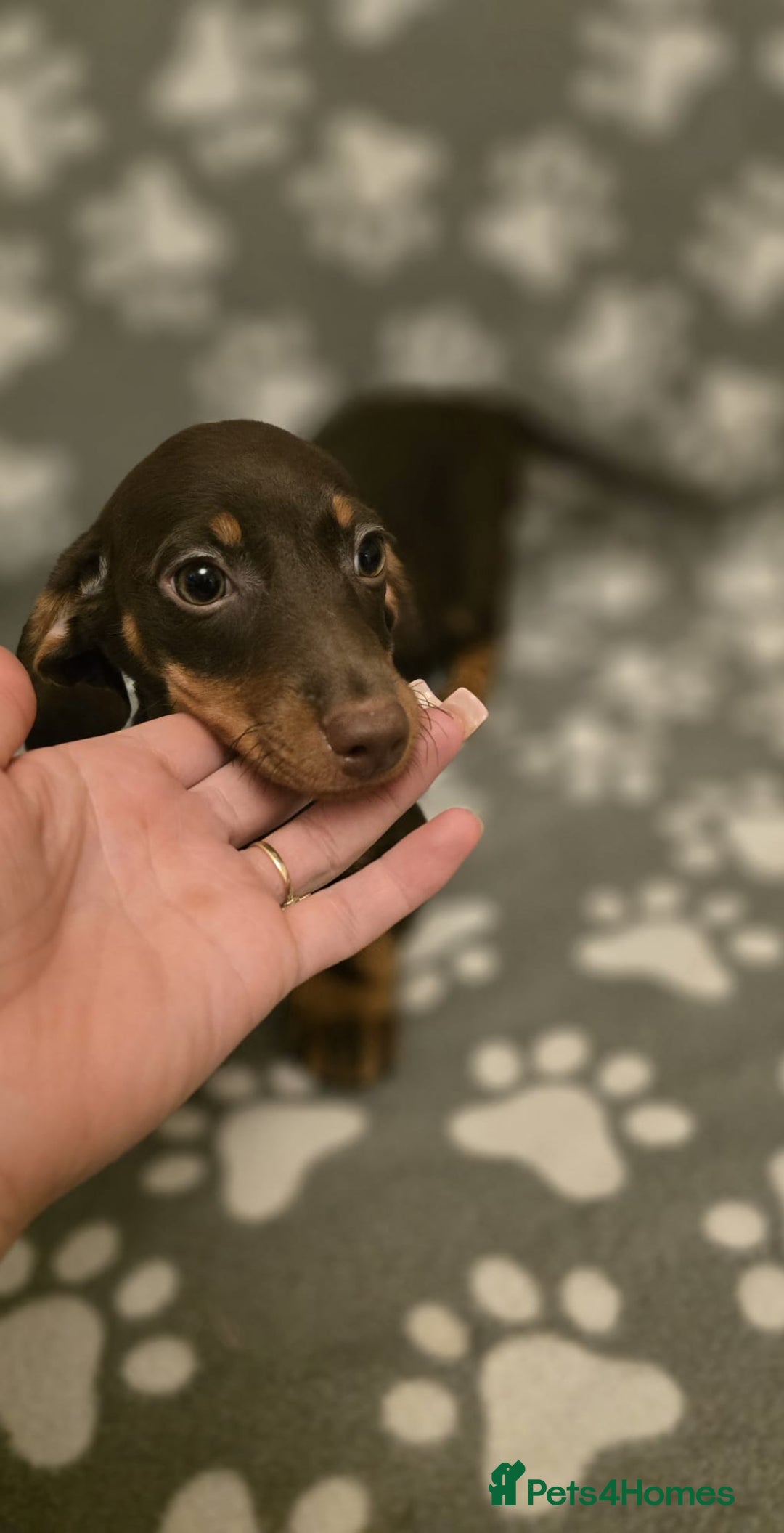Miniature Dachshund dogs for sale: Miniature dachshund - Advert 6