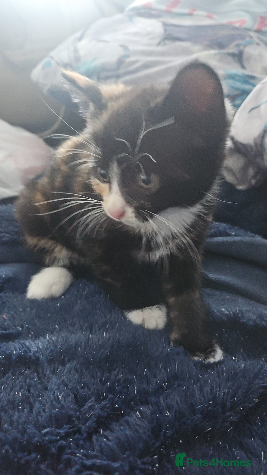Mixed Breed cats for sale: Kittens for sale - Image 8