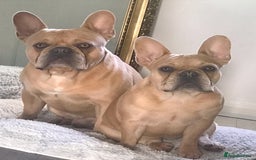 French Bulldog dogs for sale: Two frenchies looking for their forever home - Image 1