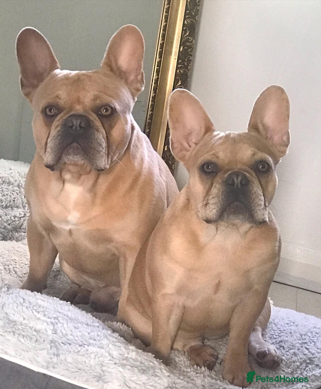 French Bulldog dogs for sale: Two frenchies looking for their forever home - Image 1