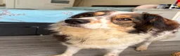 Mixed Breed dogs for adoption: Kori - Badersfield Norfolk  - Advert 2