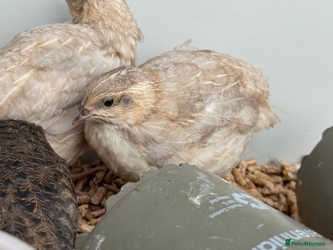 Quail poultry for sale: 4 1/2 week old mix of coturnix quails - Image 8